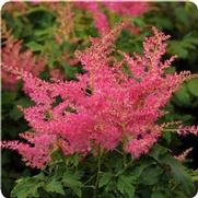 Astilbe hybrid 'Younique-Cerise' Astilbe hybrid 'Younique-Cerise'