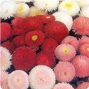 Bellis perennis 'Pomponette Mix' Bellis perennis 'Pomponette Mix'