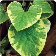 Brunnera macrophylla 'Hadspen Cream' Brunnera macrophylla 'Hadspen Cream'