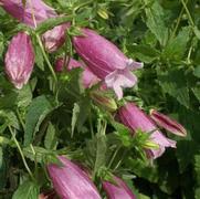 Campanula punctata 'Cherry Bells' Campanula punctata 'Cherry Bells'