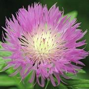 Centaurea dealbata 'Rosea' Centaurea dealbata 'Rosea'