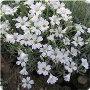 Cerastium tomentosum 'Silver Carpet' Cerastium tomentosum 'Silver Carpet'