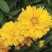 Coreopsis grandiflora 'Sunray' Coreopsis grandiflora 'Sunray'