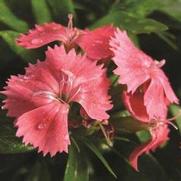 Dianthus barbatus 'Barbarini Salmon' Dianthus barbatus 'Barbarini Salmon'