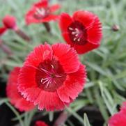 Dianthus hybrid 'Eastern Star' Dianthus hybrid 'Eastern Star'
