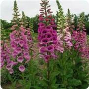 Digitalis mertonensis 'Strawberry' Digitalis mertonensis 'Strawberry'