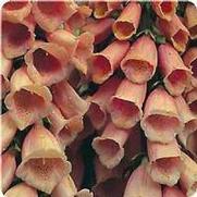 Digitalis purpurea 'Apricot' Digitalis purpurea 'Apricot'
