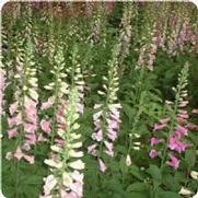 Digitalis purpurea 'Excelsior Mix' Digitalis purpurea 'Excelsior Mix'