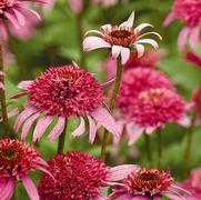 Echinacea purpurea 'Pink Double Delight' Echinacea purpurea 'Pink Double Delight'