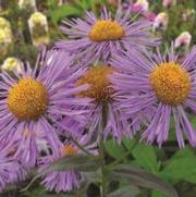 Erigeron speciosus 'Blue Beauty' Erigeron speciosus 'Blue Beauty'