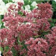 Eupatorium purpureum 'Phantom' Eupatorium purpureum 'Phantom'