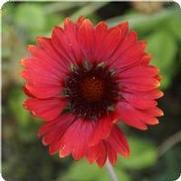 Gaillardia aristata 'Burgundy' Gaillardia aristata 'Burgundy'
