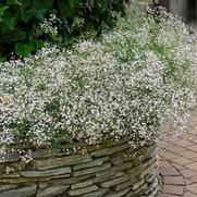 Gypsophila paniculata 'Snow White Double' Gypsophila paniculata 'Snow White Double'