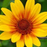 Heliopsis helianthoides 'Summer Nights' Heliopsis helianthoides 'Summer Nights'