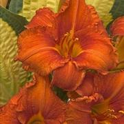 Hemerocallis hybrid 'Fire King' Hemerocallis hybrid 'Fire King'