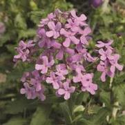 Hesperis matronalis 'Sweet Rocket Mix' Hesperis matronalis 'Sweet Rocket Mix'