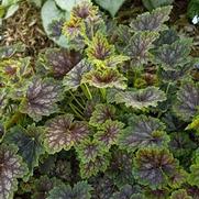 Heuchera americana 'Marvelous Marble' Heuchera americana 'Marvelous Marble'