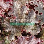 Heuchera hybrid 'Stormy Seas' Heuchera hybrid 'Stormy Seas'