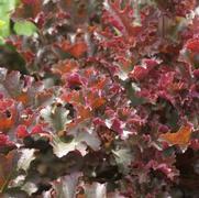 Heuchera 'Crimson Curls' Heuchera 'Crimson Curls'