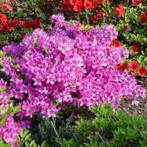 Azalea x. hybrid 'Karen' Azalea from Moose Crossing Garden Center