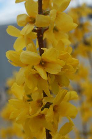 Forsythia x intermedia 'Lynwood Gold' Lynwood Gold Forsythia from Moose Crossing Garden Center