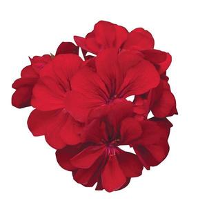 Geranium Ivy 'Precision Red' Geranium Ivy from Moose Crossing Garden Center