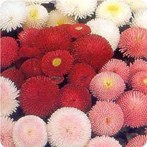 Bellis perennis 'Pomponette Mix' English Daisy from Moose Crossing Garden Center