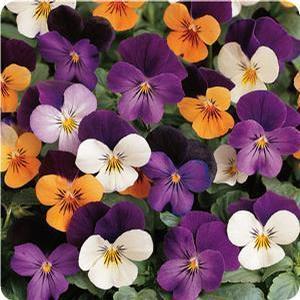 Viola Viola from Moose Crossing Garden Center