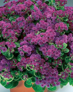 Ageratum hybrid 'Artist Purple' Ageratum from Moose Crossing Garden Center