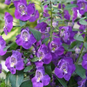 Angelonia angustifolia-hybrid 'Angelface Blue' Angelonia from Moose Crossing Garden Center