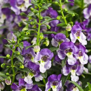 Angelonia angustifolia-hybrid 'Angelface Wedgewood Blue' Angelonia from Moose Crossing Garden Center