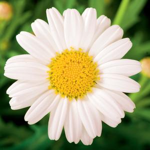 Argyranthemum frutescens 'Sassy White' Marguerite Daisy from Moose Crossing Garden Center