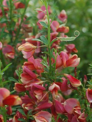 Cytisus scoparius 'Burkwoodii' Scotch broom from Moose Crossing Garden Center