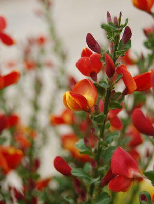 Cytisus scoparius 'Lena' Scotchbroom from Moose Crossing Garden Center
