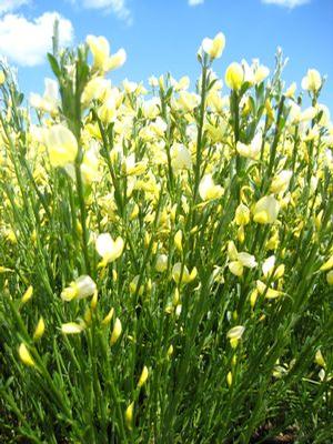 Cytisus scoparius 'Moonlight' Scotchbroom from Moose Crossing Garden Center