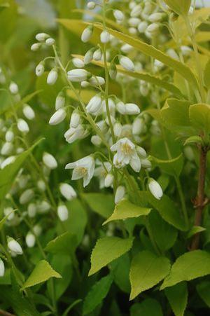 Deutzia gracilis 'Chardonnay Pearls' Deutzia from Moose Crossing Garden Center