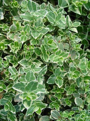 Euonymus fortunei 'Emerald Gaiety' Variegated Euonymus from Moose Crossing Garden Center