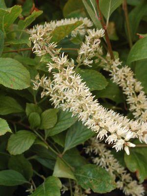 Itea virginica 'Little Henry' Sweetspire from Moose Crossing Garden Center