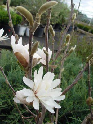 Magnolia stellata 'Centennial' Star Magnolia or Centennial Magnolia from Moose Crossing Garden Center