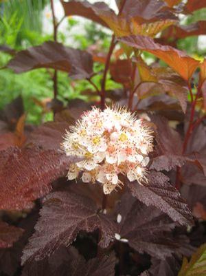 Physocarpus opulifolius 'Coppertina' Ninebark from Moose Crossing Garden Center