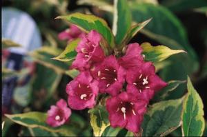 Weigela florida 'French Lace' French Lace Weigela from Moose Crossing Garden Center