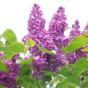 Syringa x. hyacinthiflora 'Grandmas Purple' Common Lilac from Moose Crossing Garden Center