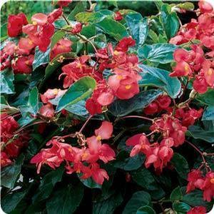 Begonia X hybrida 'Dragon Wing Red' Begonia from Moose Crossing Garden Center