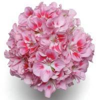 Geranium Zonal 'Allure Light Pink' Geranium from Moose Crossing Garden Center