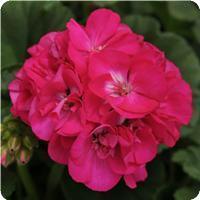 Geranium Zonal 'Dynamo Purple' Geranium from Moose Crossing Garden Center