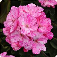 Geranium Zonal 'Fantasia Raspberry Twizzle' Geranium from Moose Crossing Garden Center