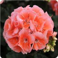 Geranium Zonal 'Presto Light Salmon' Geranium from Moose Crossing Garden Center