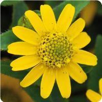 Sanvitalia procumbens 'Tsavo Yellow Ice Sanvitalia' Creeping Zinnia from Moose Crossing Garden Center