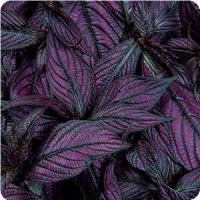 Strobilanthes dyeriaus 'Persian Shield' Persian shield from Moose Crossing Garden Center