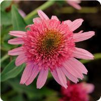 Echinacea purpurea 'Double Scoop Bubble Gum' Coneflower from Moose Crossing Garden Center